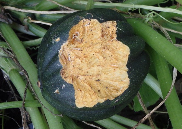 acorn squash with lots of little bite marks on the top