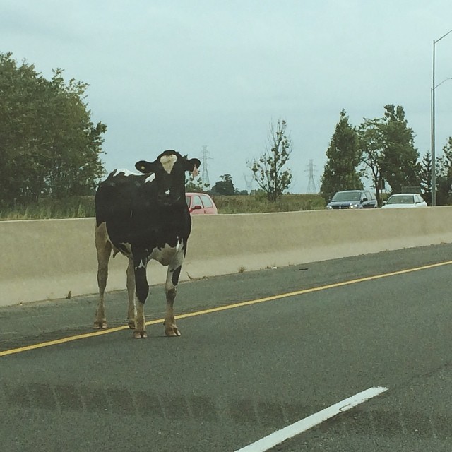 #vscocam #cow #highway #freeway #401 #foodlandontario #sothishappened #trafficslowdown