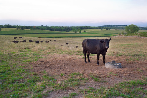 leica rural evening cow cattle dusk farm iowa leicax2