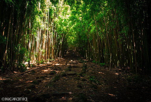 light sunlight color forest hawaii nationalpark nikon hiking maui bamboo trail haleakala jungle bambooforest haleakalanationalpark hawaiianislands d90 outdoorphotography tamron1750 pīpīwaitrail