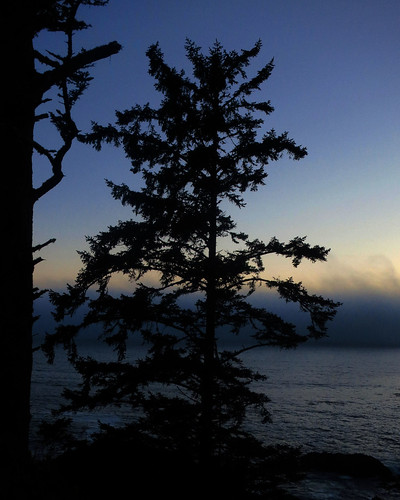 sunset vacation tree water ucluelet 2014