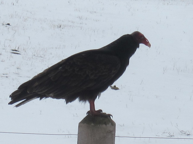 Turkey vulture sitting on a post