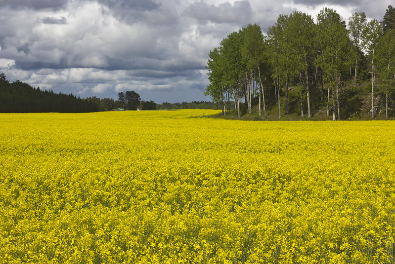 A Yellow Field