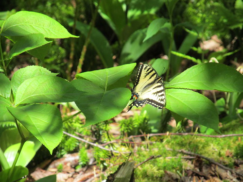 Tiger Swallowtail, Papilio glaucus
