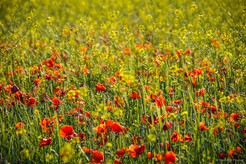 españa primavera field spring dof poppies campo cataluña rapeseed penedès colza amapolas baixpenedès banyeresdelpenedès sal18250