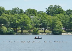 Rowboat and geese