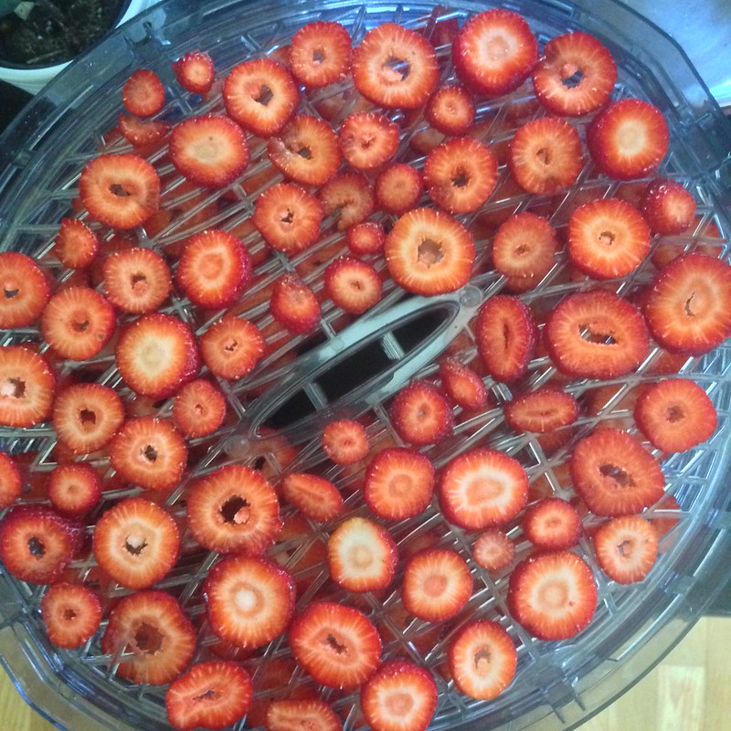 dehydrating organic, farm fresh strawberries makes me happy