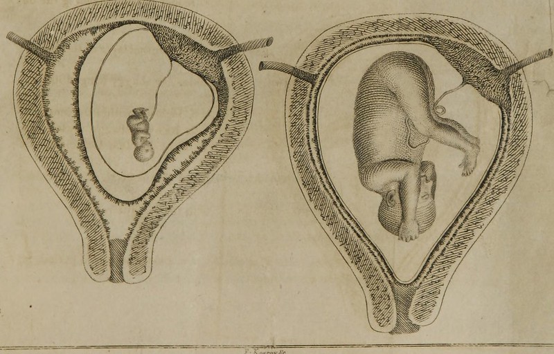gegevens cursief Ontstaan Penis in vagina: this way of making babies is kind of crazy • Offbeat Home  & Life
