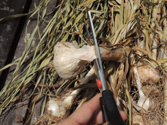 cleaning-storing-dry-garlic-04