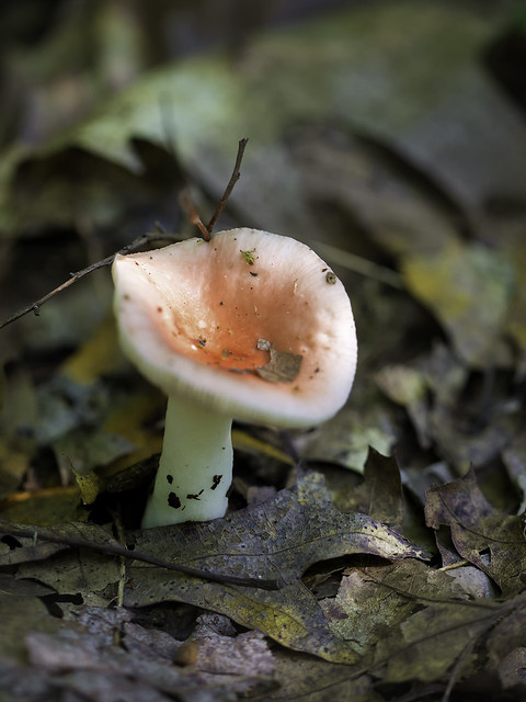 mushroom34