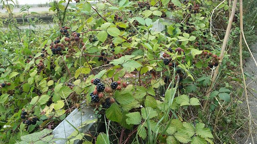 Blackberries everywhere today #LondonLOOP #sh