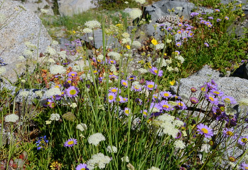 california plants usa plant alps west flower america pacific northwest north trinity wildflowers norcal wildflower pnw