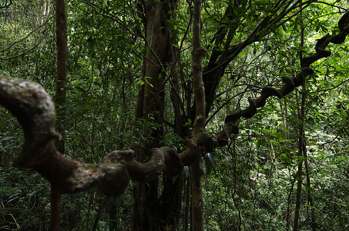 trip winter vacation rain forest nationalpark rainforest deep reserve unesco sri lanka tropical srilanka ceylon sinharaja forestreserve sinharajaforestreserve