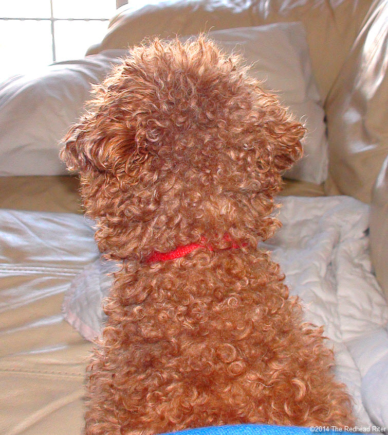 red toy poodle in sunshine and ready for naptime