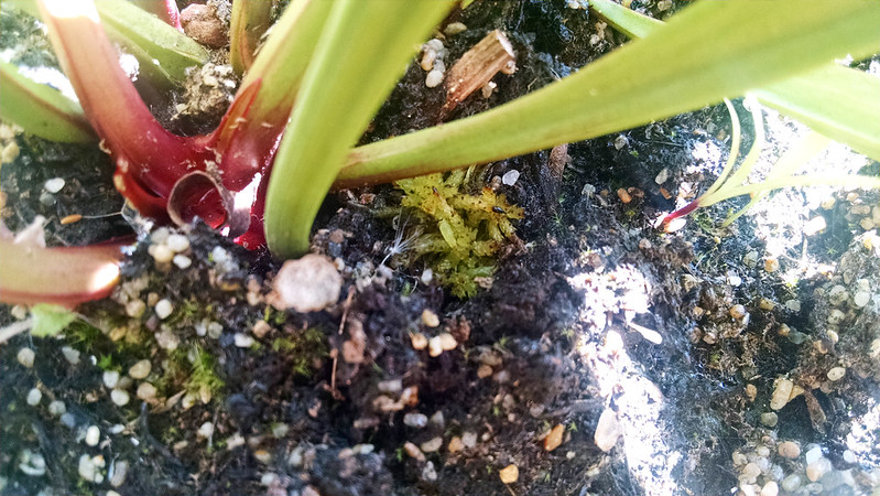 Sphagnum growing in a Sarracenia leucophylla pot