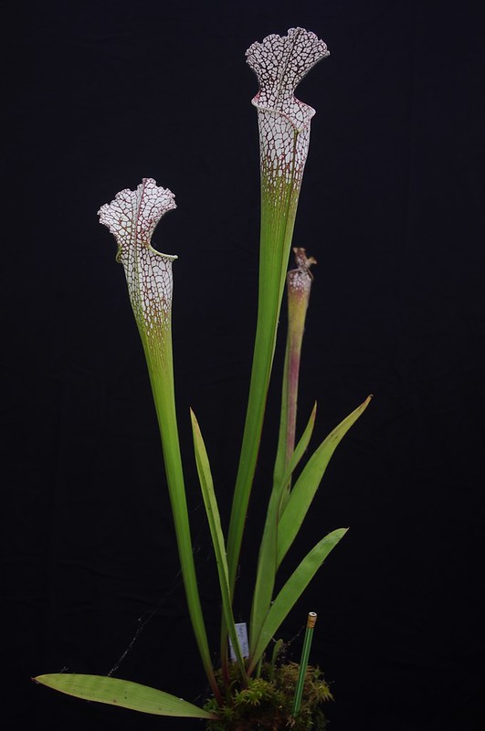 Sarracenia Leucophylla sur fond noir 15093992969_1b24914206_c