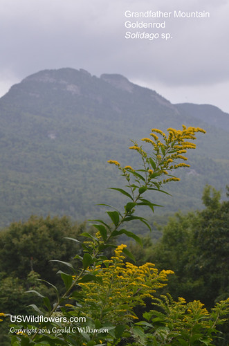 Goldenrod and Grandfather Mountain