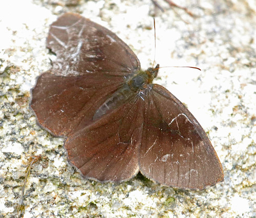170228 2017 ecuador nymphalidae pedaliodes pedaliodessp podocarpusnationalpark satyrinae butterfly insect