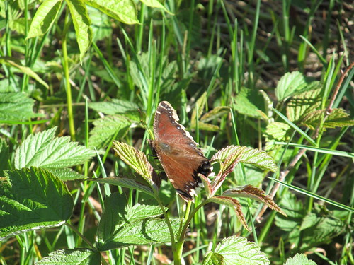 Mourning Cloak butterfly, Nymphalis antiopa