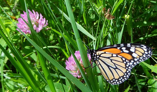 summer fauna butterfly photo michigan meadow lepidoptera monarch mtpleasant redclover danausplexippus brushfoot centralmichiganuniversity veitswoods dowveitswoods