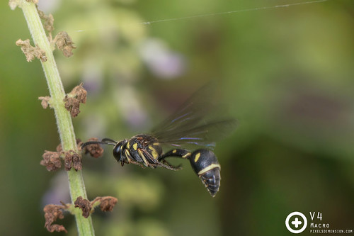 Ropalidia (?) wasp in flight