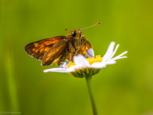 brown butterfly belgium largeskipper oostkamp grootdikkopje warandeputten ochlodusvenatus