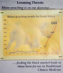 Rhino poaching figures