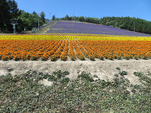 flowers summer hokkaido lavender furano skislope nakafurano lavenderpark