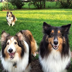 Two Shelties are better than one, but three Shelties are better than none.