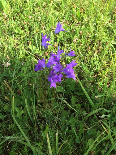 eesti estonia field flower meadow plant purple