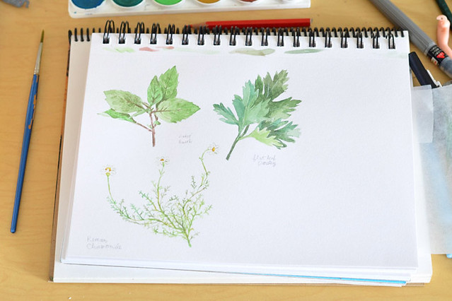 watercolor herb illustrations