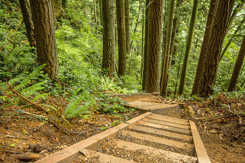 red brown green nature stairs forest washington woods unitedstates walk hike bellingham whatcomcounty rocktrail