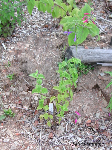 Salvia ianthina
