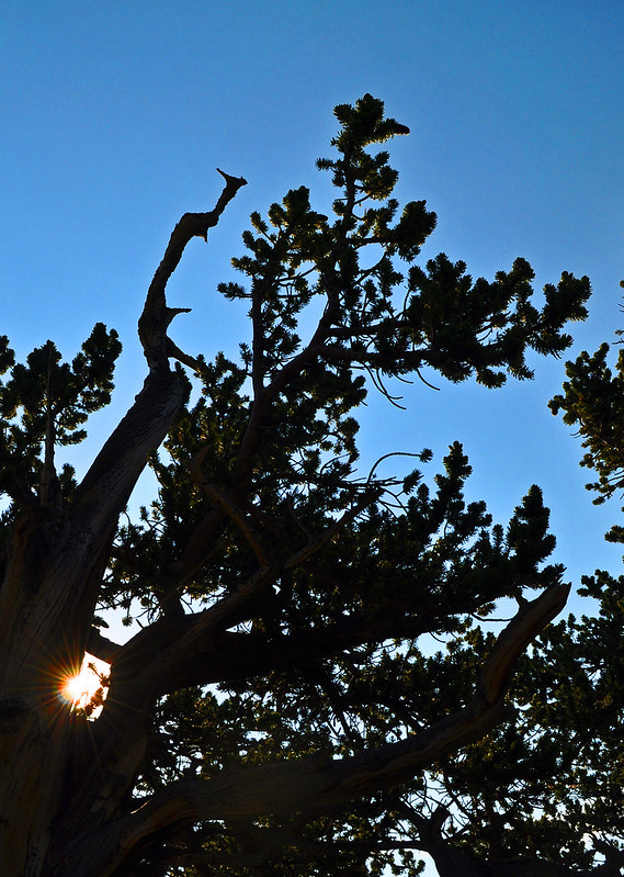 Pinus aristata - Mt. Goliath Natural Area (7)