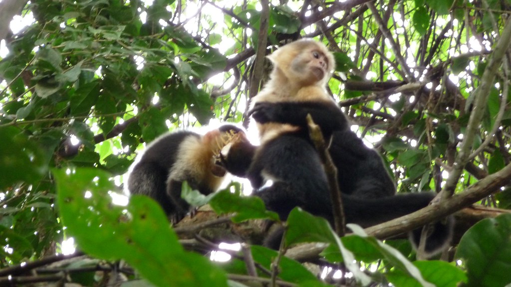 image of monkeys in Costa Rica