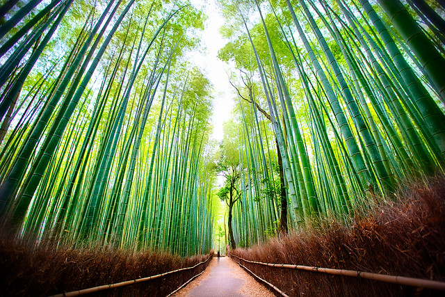 Arashiyama Bamboo Forest in Sagano, Kyoto, Japan
