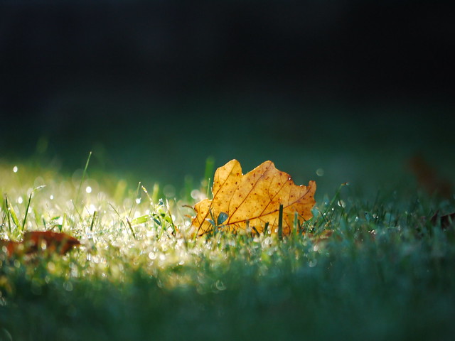 leaf & morning dew on the lawn in september