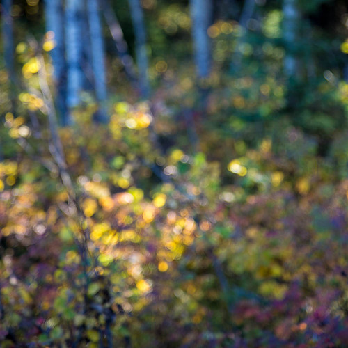 park autumn canada fall nature flickr bokeh alberta clive 500px