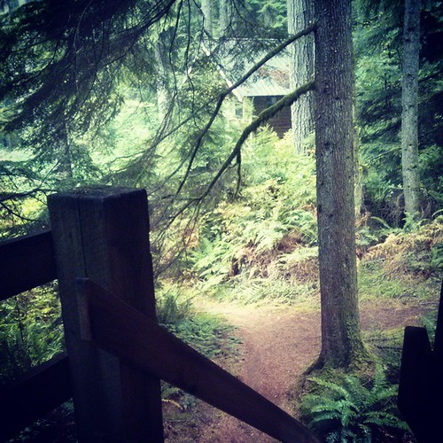 forest cabin steps