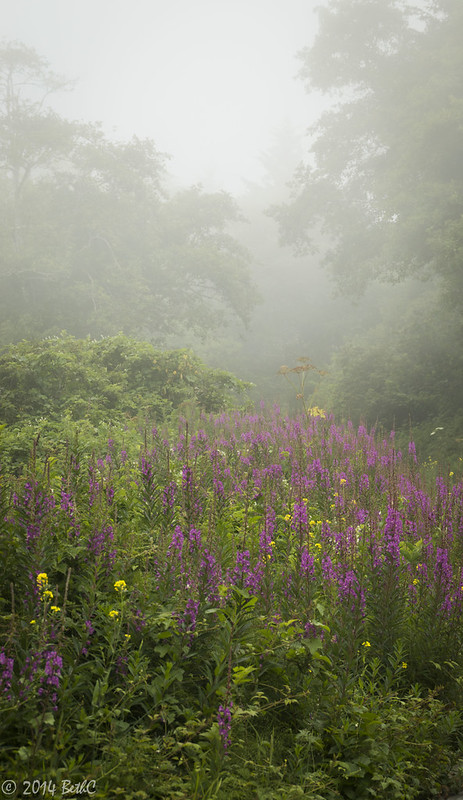 154-365 Foggy Flowers