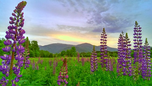 camera new flowers sunset white mountains flower field june washington mt phone adams meadow nh hampshire presidential mount clay jefferson once range lupine htc 2014 presidentials