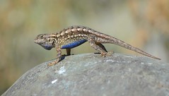 Western Fence Lizard, male displaying