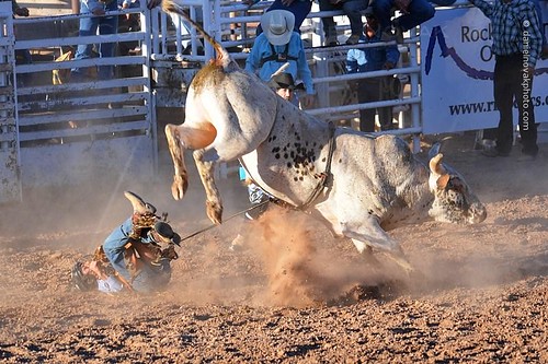 summer fall back colorado ride unitedstates hard competition down bull dirt western co rodeo tradition americanwest fruita rimrock 2013
