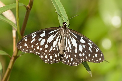india butterfly nikon insects maharashtra nikkor pune d800 200400mmf4 pashanlake darkbluetiger tirumalaseptentrionis businesstripstoindia pashansuburb