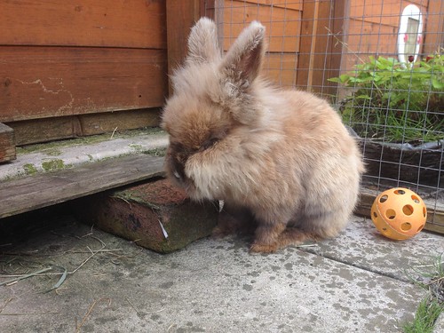 Flopsy is on borrowed time - he's gone :'( 14631479122_bb4cb0cd84