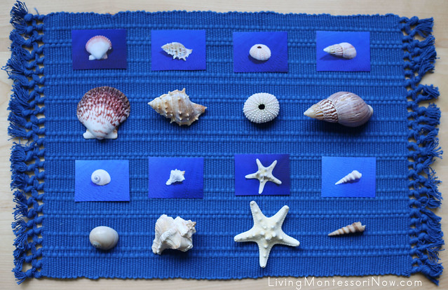 Seashell Matching