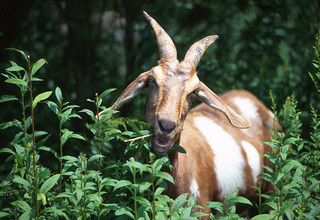 Picture of a goat eating brush