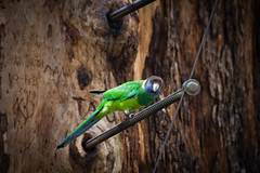 A Ringneck Parrot, Pemberton, Western Australia