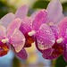 Ibiza - Flores de orquídea