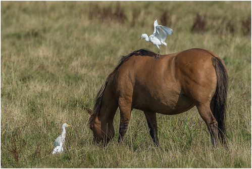 horse france bird animal europe egret cattleegret baiedesomme picardy parcdumarquenterre hensonhorse
